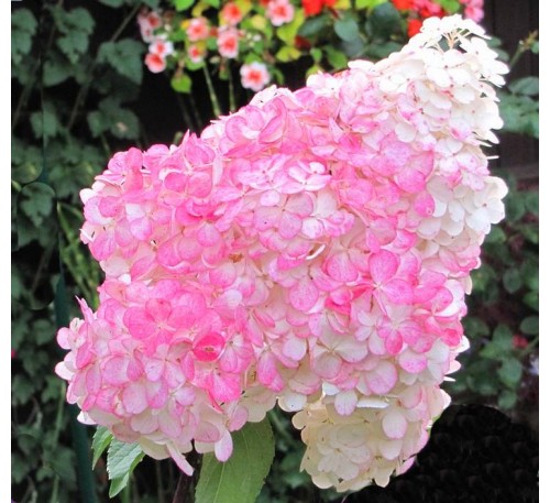 Гортензия Пинк Леди (Pink Lady) С 2,5;  3 года